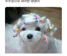 수수깡으로 파마한 멍뭉이.jpg