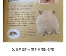햄서터 꼬리가 하는 역할