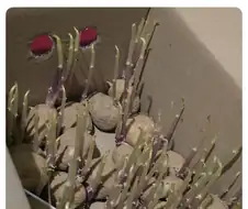 감자 사놓고 잊어버린 결과.jpg