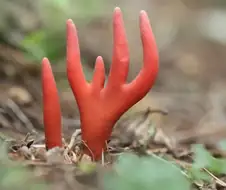 의외로 먹을수 있는 버섯.