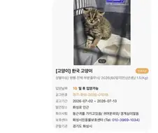 지금 난리라는 보호소 고양?이