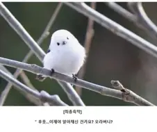 AI로 개드립 짤을 만들기 전엔 말로만 했지...