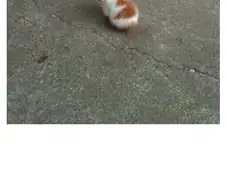 만화 귀멸의칼날 마지막화 완벽한 예상..jump