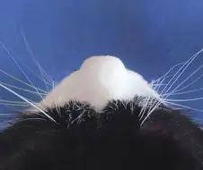후지산 대폭발