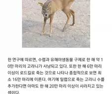 한국에서만 한해 20만마리 사라지는 세계 멸종위기종 동물