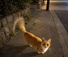 고양이: (붕붕)