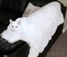 조금 커다란 고양이