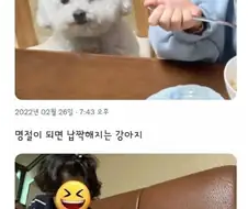 명절때마다 변형된다는 댕댕이.jpg