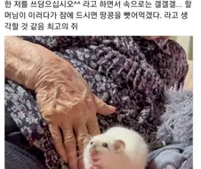 간사한 쥐새끼