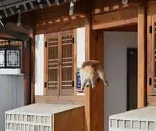 대만 관광객이 우리나라 와서 찍었다는 찰나의 순간