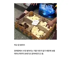 알고보면 최후의 생존기회였던것
