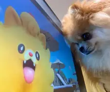 포메라니안의 질투.jpg