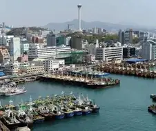 부산 사람인데 상어 흔하게 보임