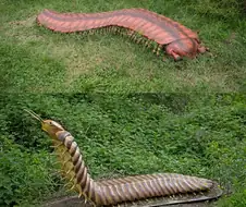 인류가 지금까지 발견한 가장 큰 육상 무척추동물