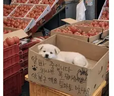 얼굴만 믿고 아무것도 안하는 시장 알바