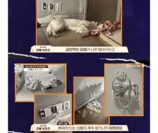 16개월 아기를 문 리트리버.jpg