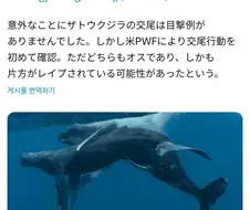 세계 최초로 촬영성공한 혹등고래의 교미