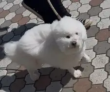 강풍으로 인한 작화붕괴