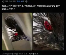 현실 사륜안 가진 동물