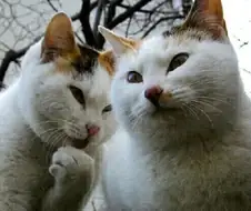 "헤헤 형님, 바로 저 녀석입니다요."