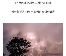 경쟁자를 죽이기 위해 일부러 번개를 맞는 나무