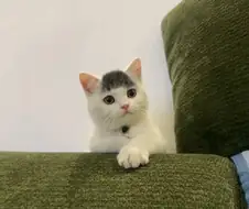 앞머리 있는 아깽이...