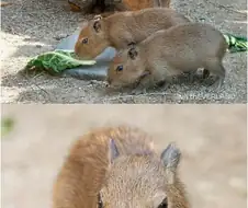 에버랜드 카피바라 세쌍둥이