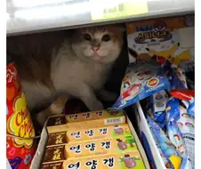 양갱을 습격하는 고양이