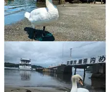 백조가 돌아다닌다고 화제인 일본 해수욕장ㄷㄷㄷㄷㄷ