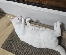 우리집 고양이 좀 봐주셈