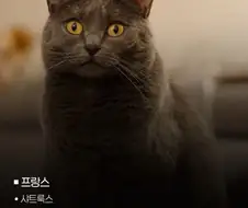 국가별 대표 고양이