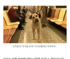 그날 본 개의 이름을 우리는 아직 모른다