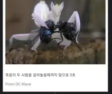 작성자가 의도하지 않았지만 자연스러운 연출