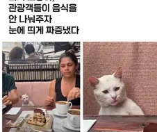 관광객이 음식 안주자 짜증낸 고앵이