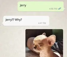 개 이름이 제리라고 왜?