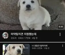 취업 준비중인 강아지