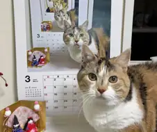 매년 같은자리에서 찍은 고양이