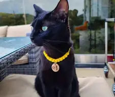 한국에서 유명한 사람하나 살린 냥이