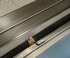 발빠진 쥐 발빠진 쥐