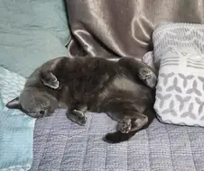 겁나 잘자 냥이