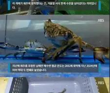 장난 수준이 아니라는 남해안 톱날 꽃게