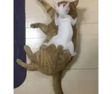 아기고양이 입양 1년 후.jpg