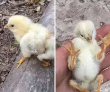 다리네개 병아리를 보니 신기한 점