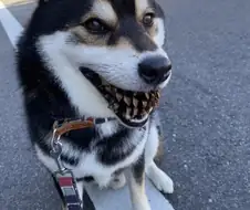 무서운 맹견 ㄷㄷ.jpg