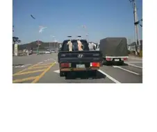 충격적인 동물 학대
