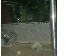 뼈다귀를 잃어버린 백구