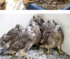아파트 덕분에 번식률 증가했다는 맹금류.jpg
