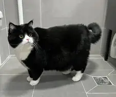 고양이: 여기 왜 데리고 왔어? 그거 아니지?