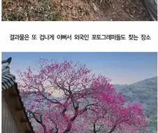 몸살을 앓고 있는 화엄사 홍매화.jpg