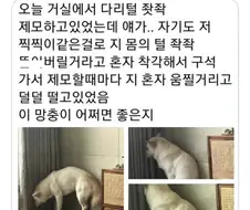 다음은 자기 차례라고 생각한 댕댕이ㅋㅋㅋ